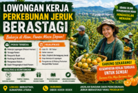 Lowongan Pekerjaan di Perkebunan Jeruk Berastagi 2026: Peluang Kerja Terbuka untuk Pekerja Lapangan